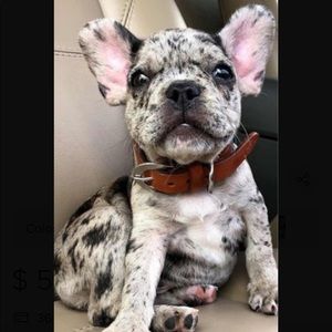 Meet your Posher, Betty